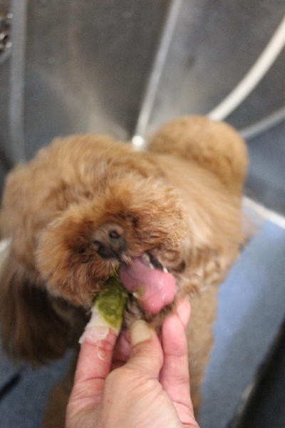 千葉県鎌ケ谷市のトイプードルの歯磨き画像