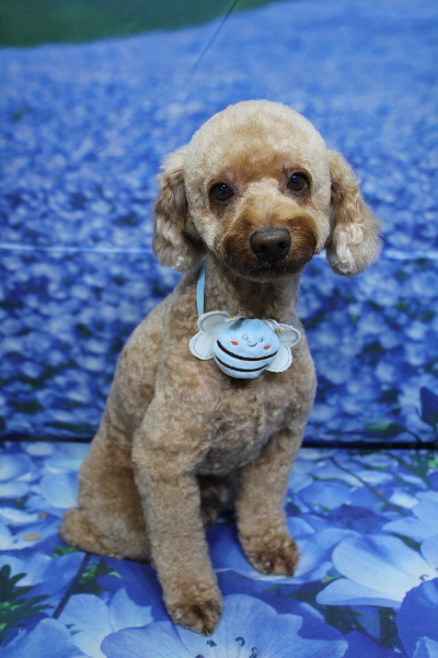 千葉県船橋市のトイプードルのトリミング画像