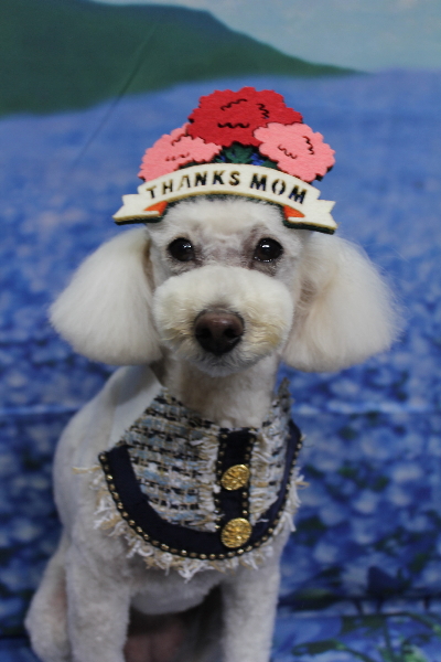 千葉県鎌ヶ谷市のトイプードルのトリミング画像