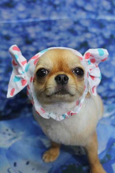 千葉県船橋市のロングコートチワワのトリミング画像