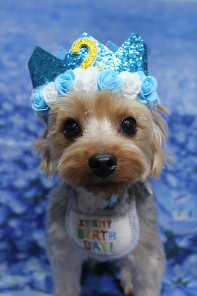 千葉県鎌ケ谷市のヨークシャテリアのトリミング画像