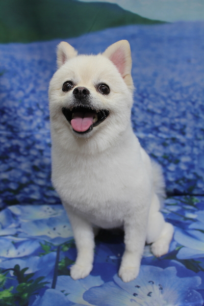 東京都港区のポメラニアンのトリミング画像