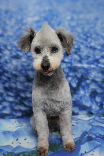 トイプードルブリーダーの成犬、トリミング画像