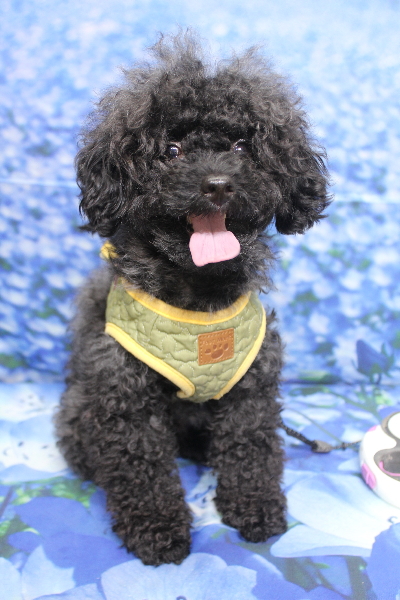 千葉県船橋市のトイプードルのトリミング前画像