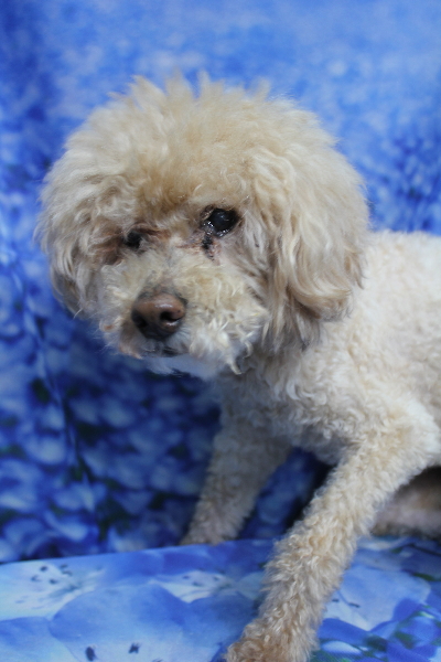 千葉県船橋市のトイプードルのトリミング前画像