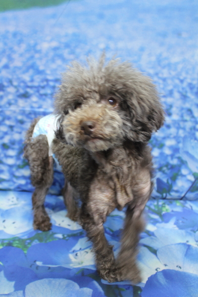 千葉県鎌ケ谷市のトイプードルのトリミング前画像