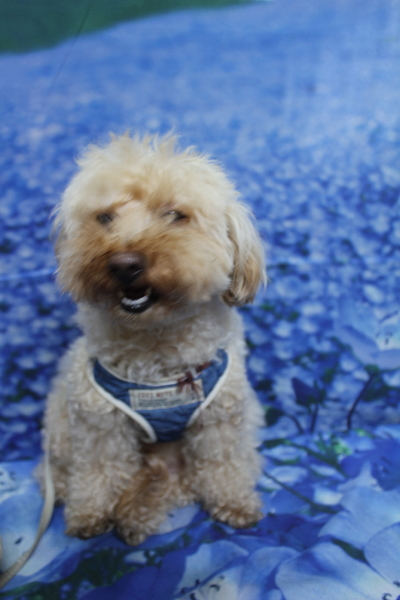 千葉県船橋市のトイプードルのトリミング前画像