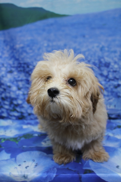 千葉県鎌ケ谷市のミックス犬のトリミング前画像