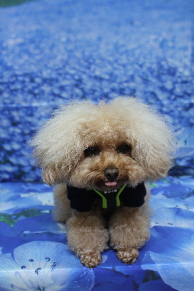 千葉県千葉市のトイプードルのトリミング前画像