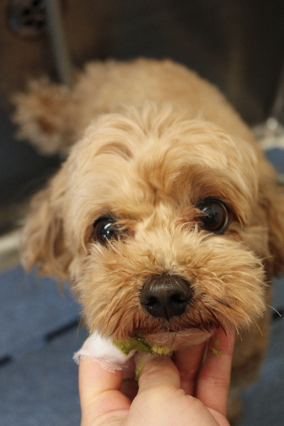 千葉県船橋市のミックス犬の歯磨き画像