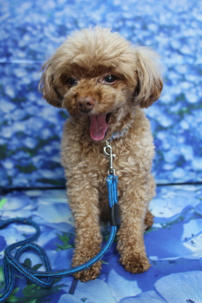 千葉県船橋市のトイプードルのトリミング前画像