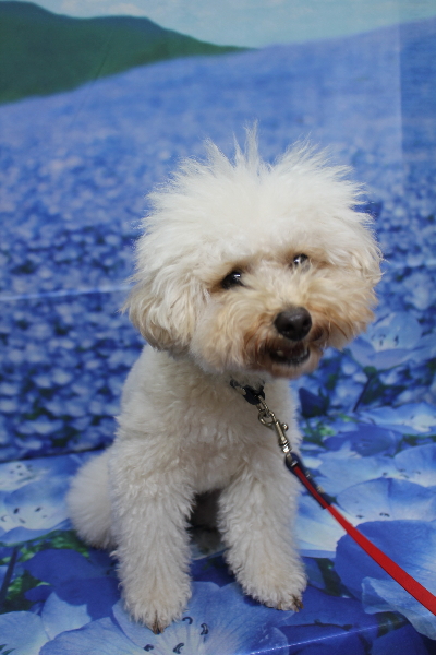 千葉県鎌ヶ谷市のトイプードルのトリミング前画像