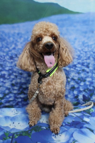 千葉県鎌ヶ谷市のトイプードルのトリミング前画像