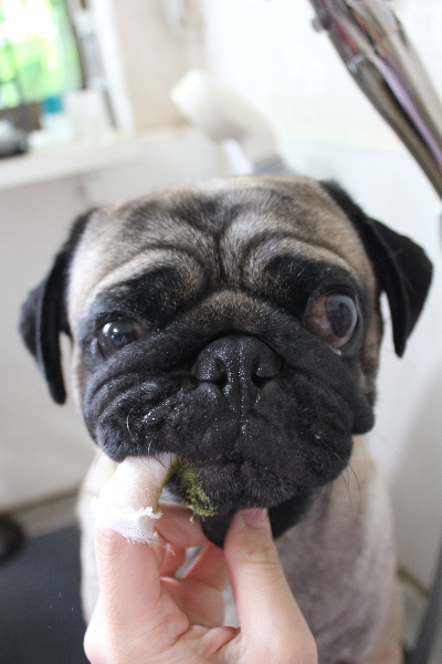 千葉県鎌ケ谷市のパグの歯磨き画像