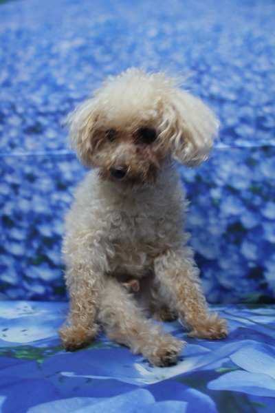 千葉県船橋市のトイプードルのトリミング前画像