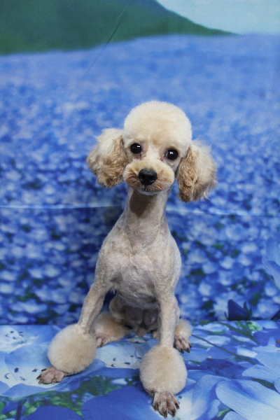 トイプードルブリーダーの成犬、トリミング画像