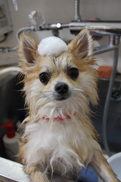 千葉県船橋市のミックス犬のシャンプー画像