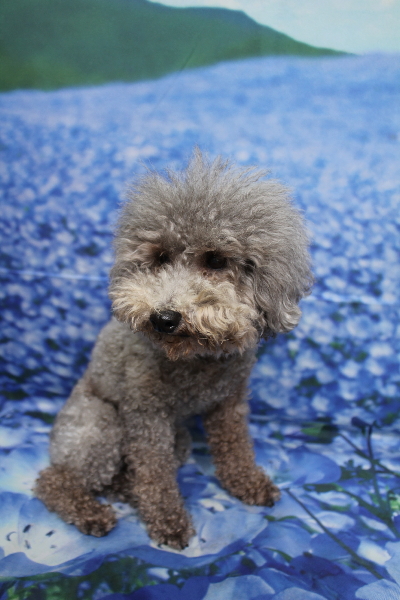 千葉県船橋市のトイプードルのトリミング前画像