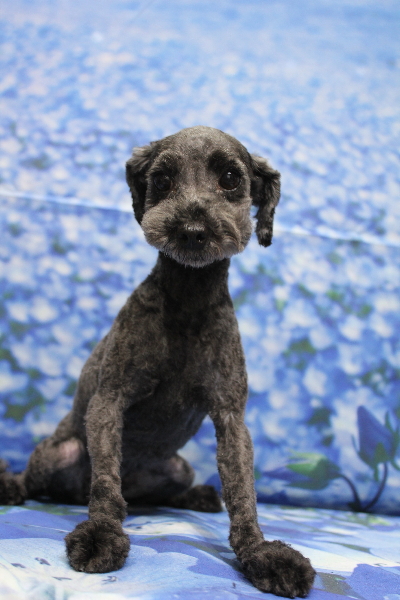 トイプードルブリーダーの成犬、トリミング画像