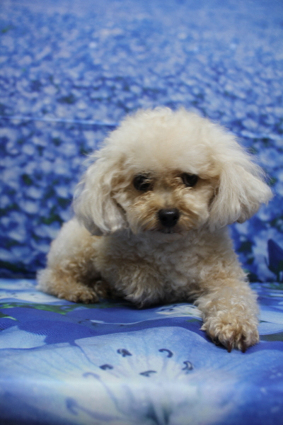 千葉県鎌ケ谷市のトイプードルのトリミング前画像