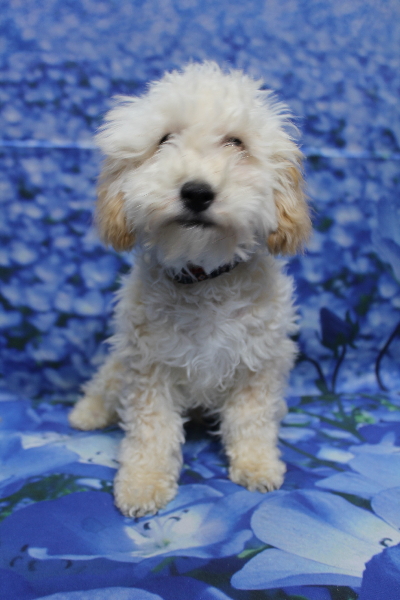 千葉県船橋市のトイプードルのトリミング前画像
