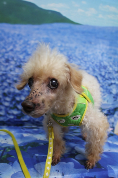 千葉県船橋市のトイプードルのトリミング前画像