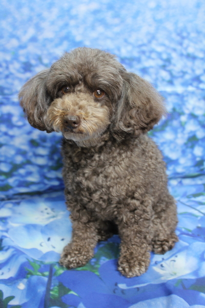 千葉県市川市のトイプードルのトリミング前画像