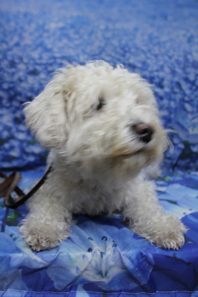 東京都江戸川区のミニチュアシュナウザートリミング前画像