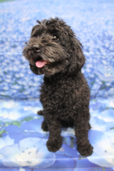 トイプードルブリーダーの成犬、トリミング前画像