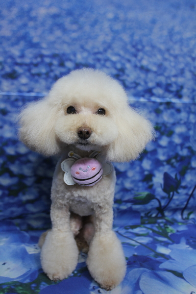 千葉県鎌ケ谷市のトイプードルトリミング画像