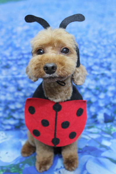 千葉県船橋市のトイプードルのトリミング画像