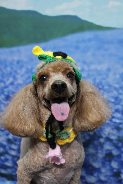 千葉県鎌ヶ谷市のトイプードルのトリミング画像