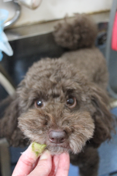 千葉県千葉市のトイプードルの歯磨き画像