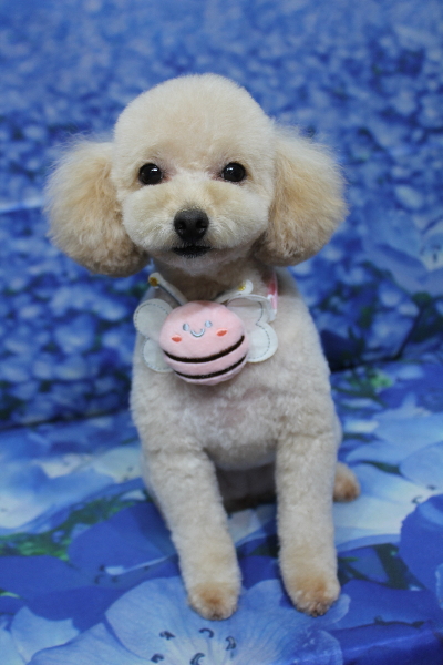 千葉県鎌ケ谷市のトイプードルのトリミング画像