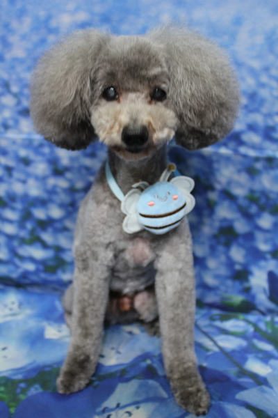 千葉県船橋市のトイプードルのトリミング画像