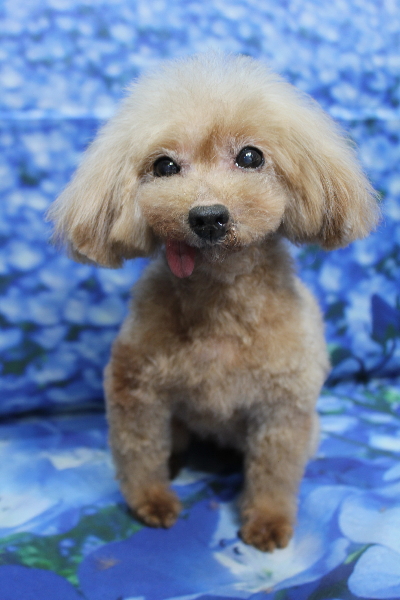 トイプードルブリーダーの成犬、トリミング画像