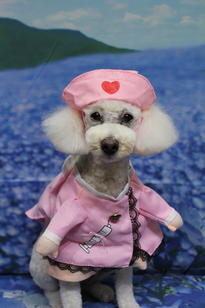 千葉県鎌ヶ谷市のトイプードルのトリミング画像