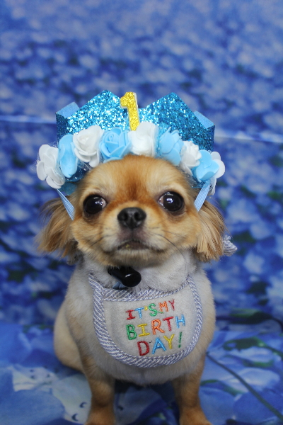 千葉県船橋市のロングコートチワワのトリミング画像