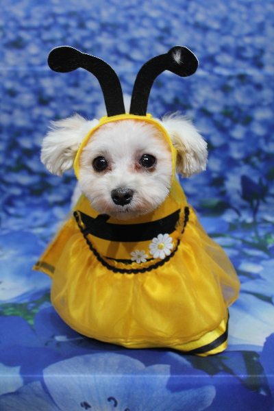 千葉県鎌ケ谷市のミックス犬のトリミング画像