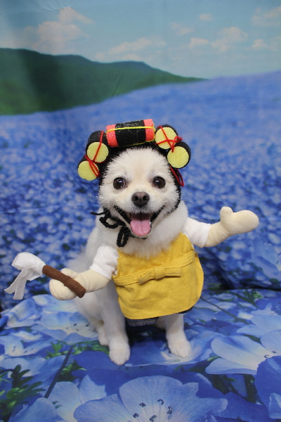 東京都港区のポメラニアンのトリミング画像