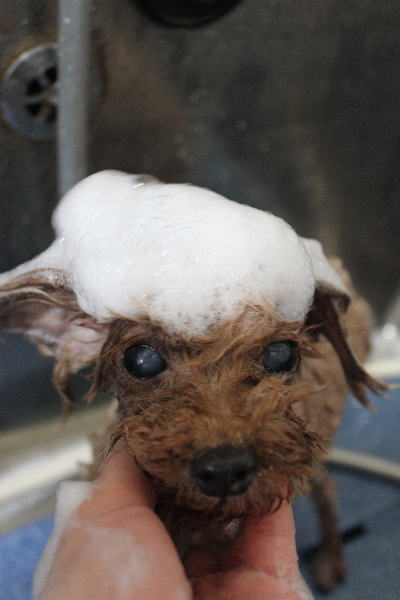 千葉県船橋市のトイプードルのシャンプー画像