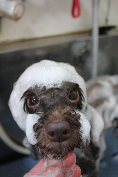 千葉県千葉市のトイプードルのシャンプー画像