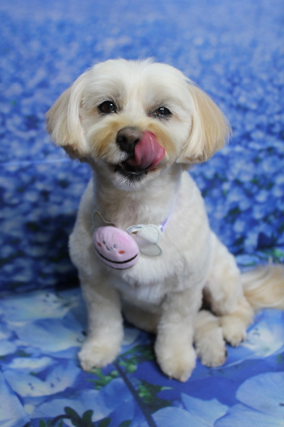 千葉県鎌ケ谷市のミックス犬のトリミング画像