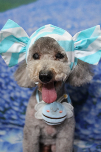 千葉県船橋市のトイプードルのトリミング画像