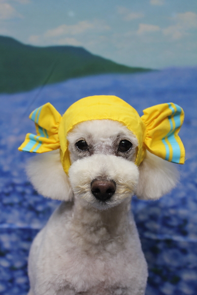 千葉県鎌ヶ谷市のトイプードルのトリミング画像