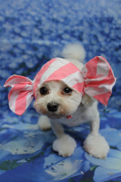 千葉県鎌ケ谷市のミックス犬のトリミング画像