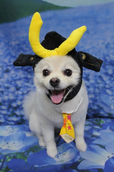 東京都港区のポメラニアンのトリミング画像