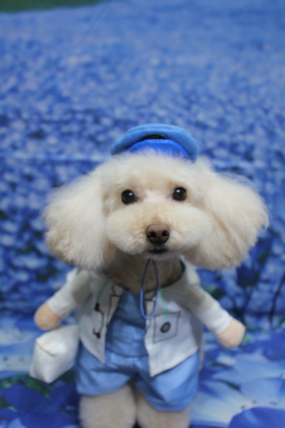 千葉県鎌ケ谷市のトイプードルトリミング画像