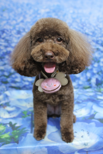 千葉県千葉市のトイプードルのトリミング画像