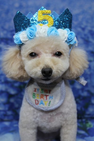 千葉県鎌ケ谷市のトイプードルのトリミング画像